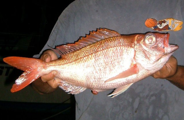 (Pristipomoides Bleeker, 1852) Род ОСТРОЗУБЫ 11 видов